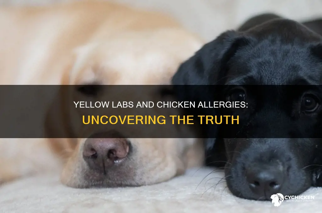 do yellow labs have an allergy to chicken