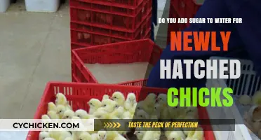 Sugar in Water: A Healthy Start for Baby Chicks?