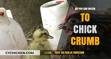 Should You Add Water to Chick Crumb? A Feeding Guide
