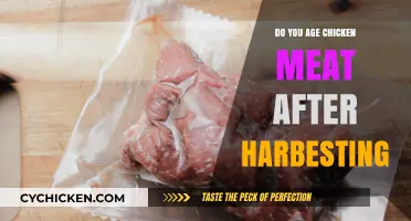 Aging Chicken Meat Post-Harvest: Benefits, Techniques, and Best Practices