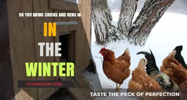 How to Care for Your Chicks and Hens in Winter