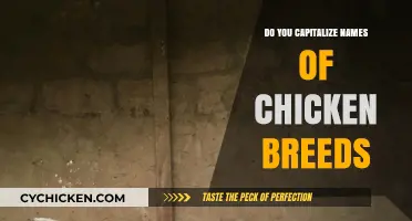 Capitalizing Chicken Breeds: Rules for Proper Breed Name Usage