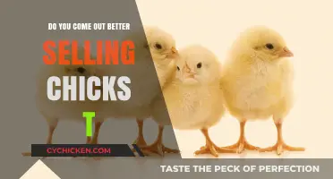 Selling Chicks: Profitable Venture or Ethical Dilemma? Insights and Tips