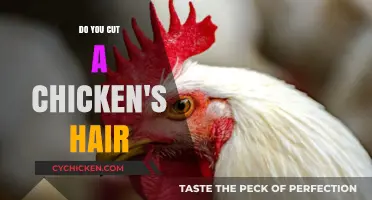 Do Chickens Have Hair? Unraveling the Feathered Truth