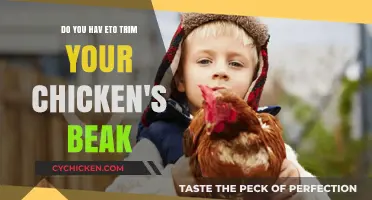 Trimming Your Chicken's Beak: When and Why You Should Do It