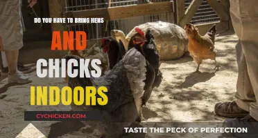 How to Care for Hens and Chicks Indoors