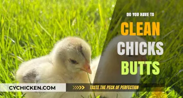 Caring for Chicks: The Truth About Cleaning Their Bottoms