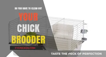 Keeping Your Chick Brooder Clean: Tips and Tricks