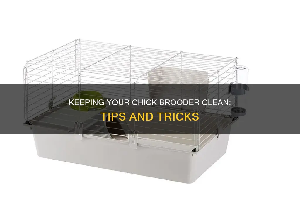 do you have to clean out your chick brooder