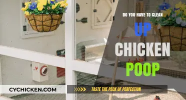 Cleaning Chicken Poop: Essential Tips for a Healthy Coop Environment