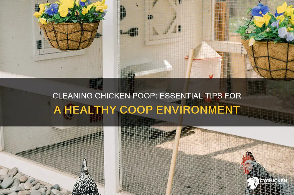 do you have to clean up chicken poop
