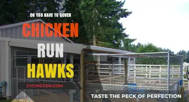 Protecting Chickens from Hawks: Should You Cover Your Chicken Run?