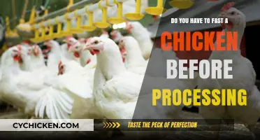 Fasting Chickens: Pre-Processing Protocols and Best Practices
