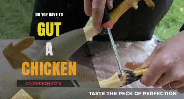 Gutting a Chicken: Essential Steps for Home Poultry Processing