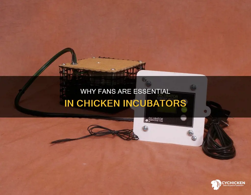 do you have to have a fan in chicken incubator