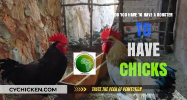 How to Get Chicks Without a Rooster?