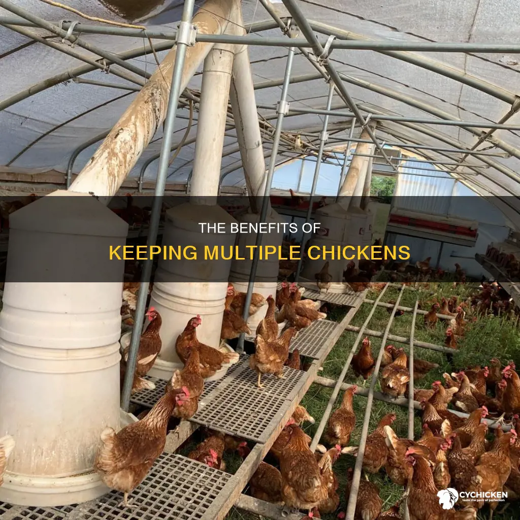 do you have to have more than one chicken