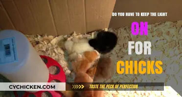 How to Care for Baby Chicks: Lights Out?