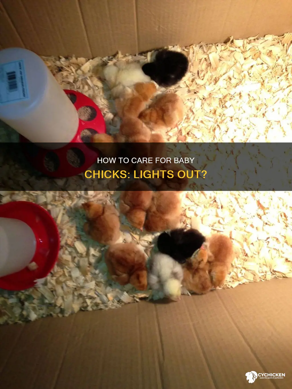 do you have to keep the light on for chicks