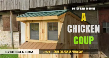 Should You Relocate Your Chicken Coop? Key Factors to Consider