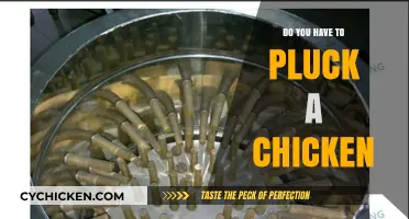 Plucking Chickens: Essential Steps or Optional Process for Home Poultry?
