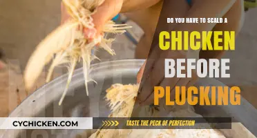 The Best Way to Pluck a Chicken: Scalding First?