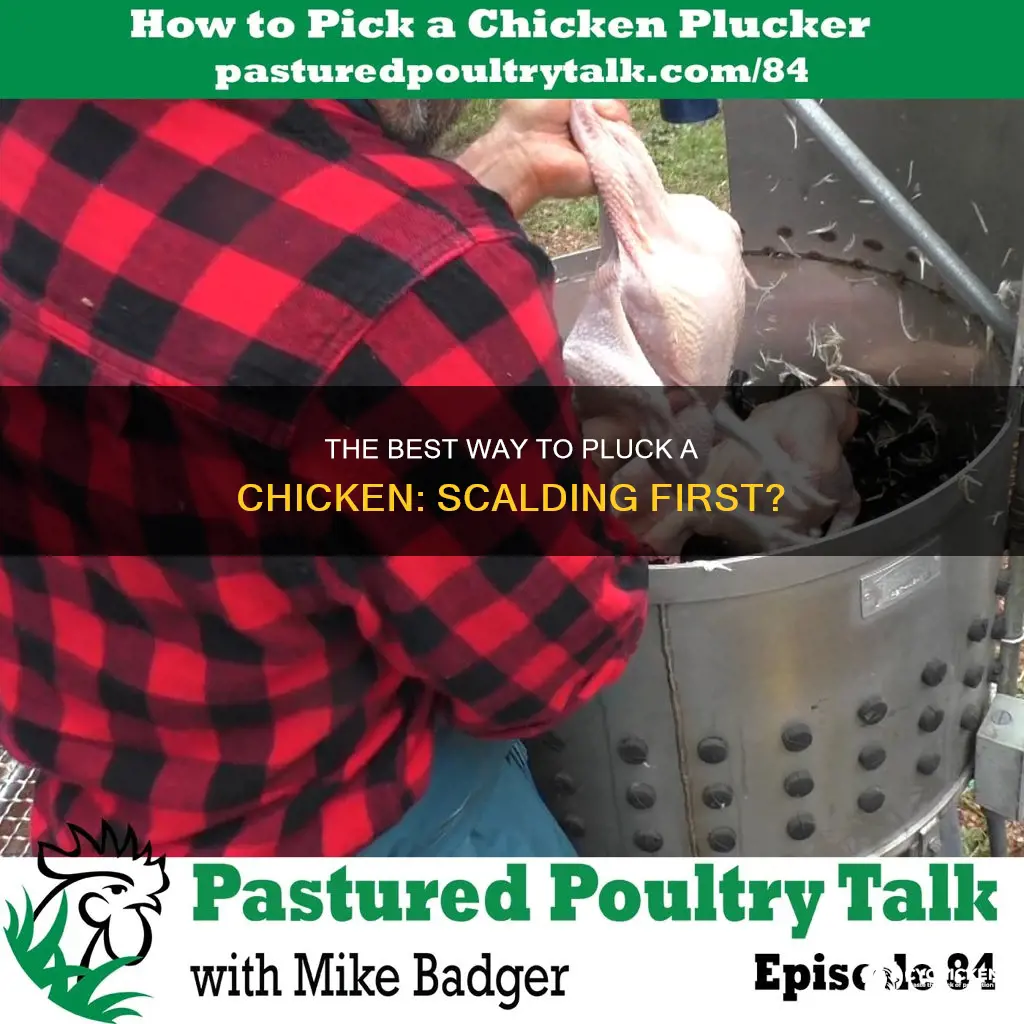 do you have to scald a chicken before plucking