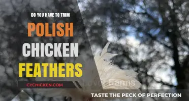 Trimming Polish Chicken Feathers: Essential Care or Optional Grooming?