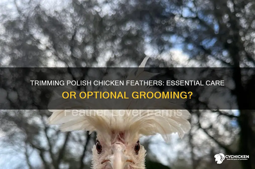 do you have to trim polish chicken feathers