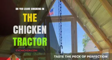 Should You Keep Chickens in a Chicken Tractor Overnight?
