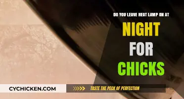 Heat Lamps for Chicks: Overnight Safety and Best Practices