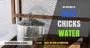 Should You Heat Chicks' Water? Essential Care Tips for Baby Chickens