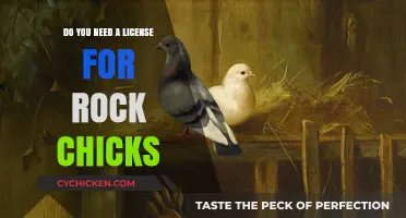 Rock Chick Licensing: Do You Need a Permit for Your Feathered Friend?