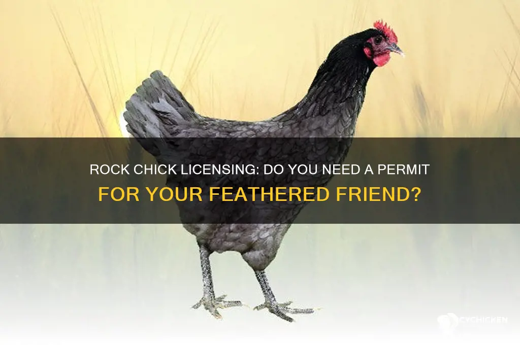 do you need a license for rock chicks