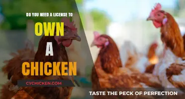 Chicken Ownership: License Requirements and Rules