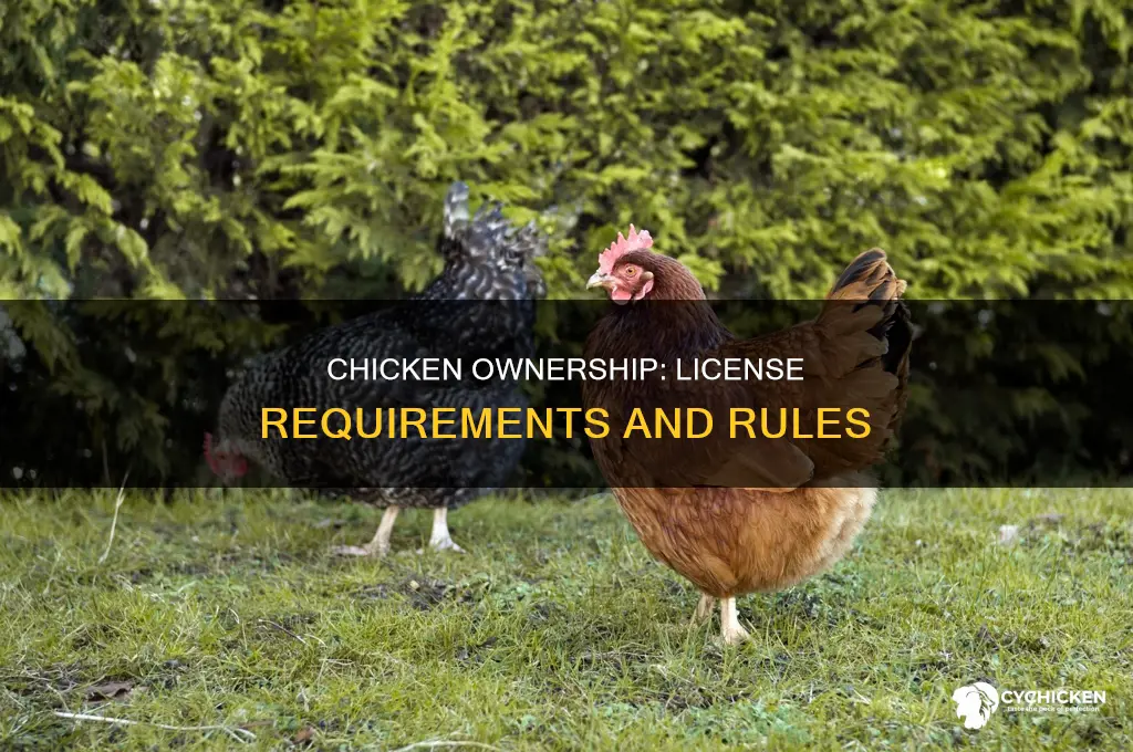 do you need a license to own a chicken