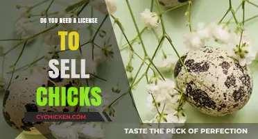 Selling Chicks Legally: Do You Need a License to Start?