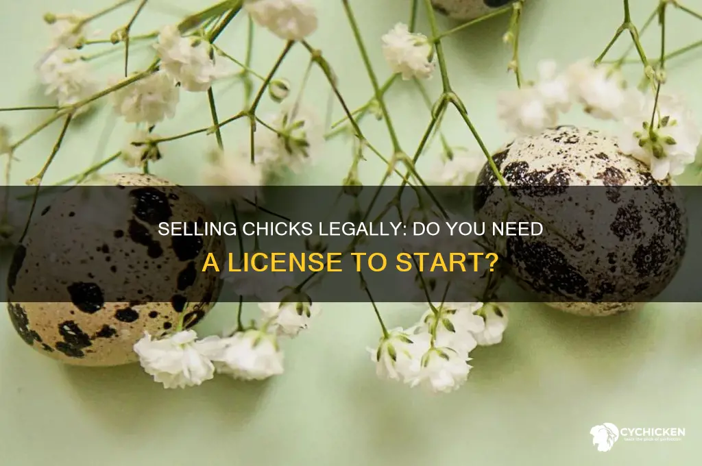do you need a license to sell chicks