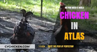 Do You Need a Rooster for Chicken Eggs in Atlas?