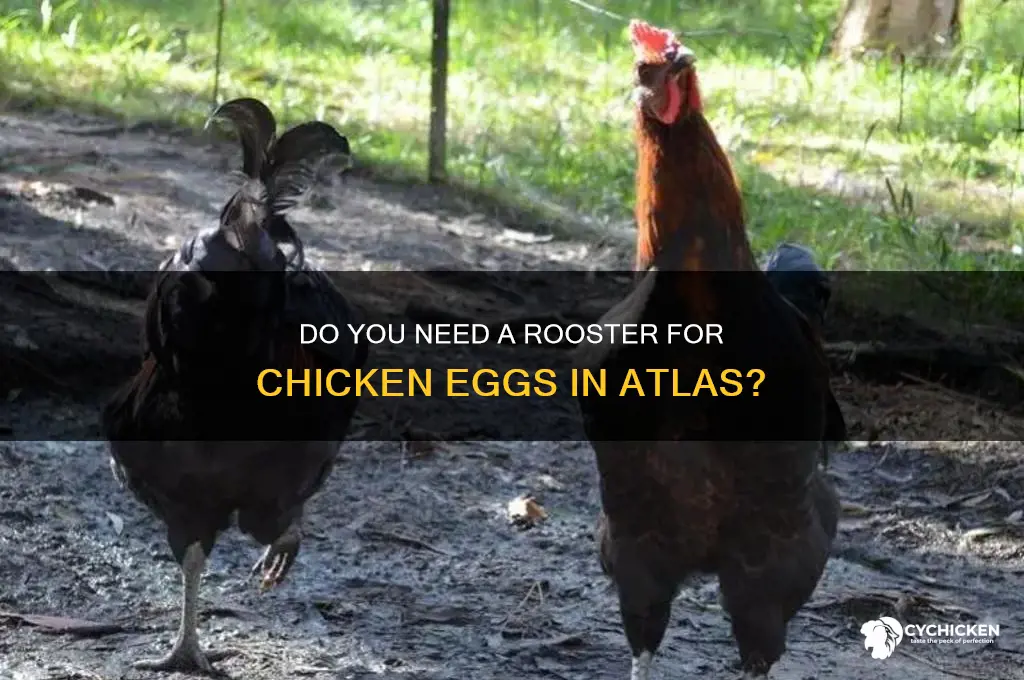 do you need a male chicken in atlas