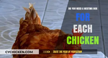 How Many Nesting Boxes Do Chickens Need?