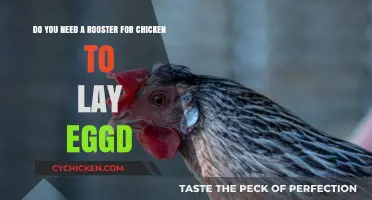 Roosters and Eggs: Do Chickens Need a Mate to Lay?
