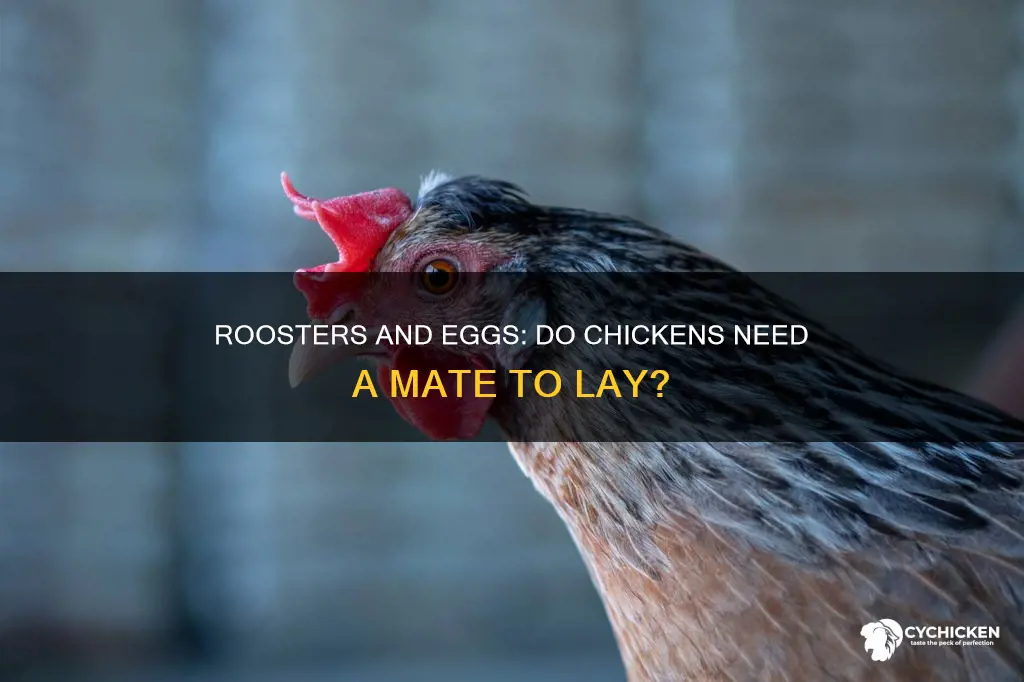 do you need a rooster for chicken to lay eggd
