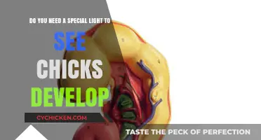 Special Lighting Needed for Developing Chicks?