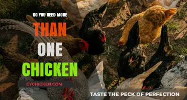 Raising Chickens: Why Keeping Multiple Hens Benefits Your Flock's Health and Happiness