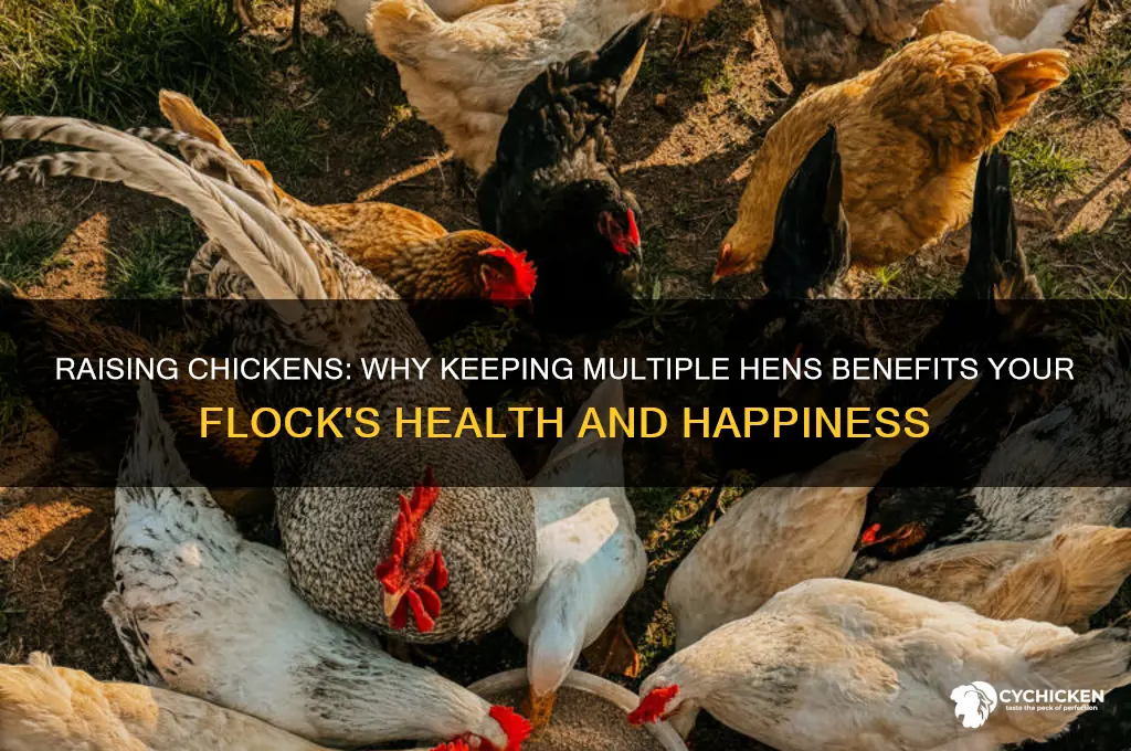 do you need more than one chicken