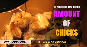 How Many Chicks Should You Buy for a Successful Flock?