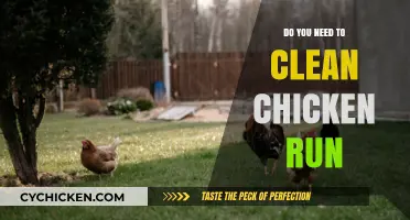 Maintaining a Clean Chicken Run: Essential Tips for Healthy Birds