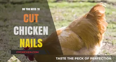 Should You Trim Chicken Nails? A Guide to Proper Poultry Care