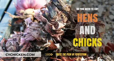 Should You Trim Hens and Chicks? Essential Care Tips Revealed
